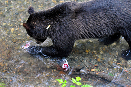 beat eats a fish