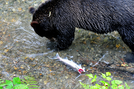 beat eats a fish