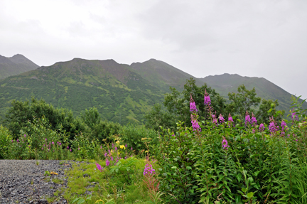 wildflowers and mountains
