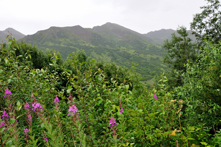 mountains and wildflowers