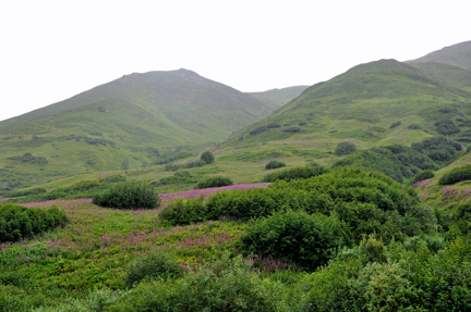 mountains and wildflowers
