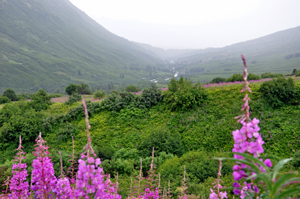 mountains and wildflowers