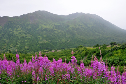 mountains and wildflowers