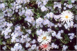 forget-me-nots