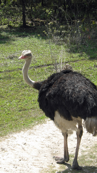 ostrich