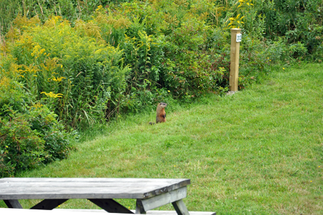 The resident groundhog
