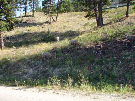 Big Horn Sheep