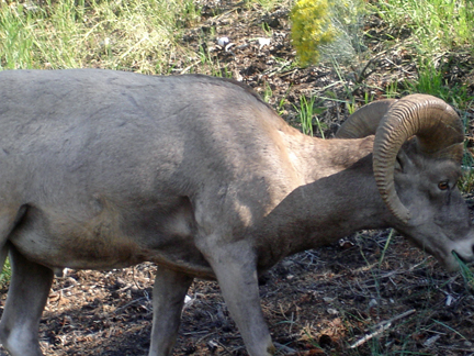 Big Horn Sheep