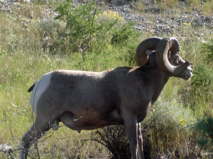 Big Horn Sheep