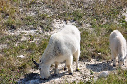 white goats