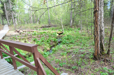 the wetlands alongside the boardwalk