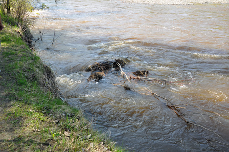 the  creek
