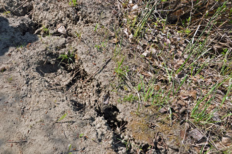 the trail falling into the creek