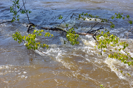 a branch in the creek