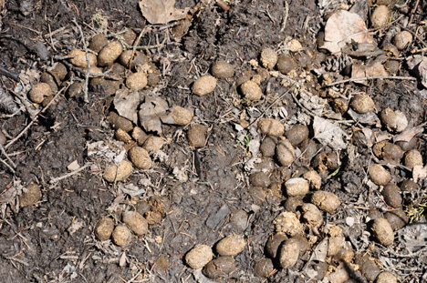 animal poop