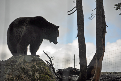grizzly bear