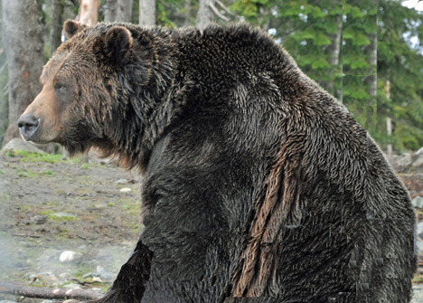 grizzly bear