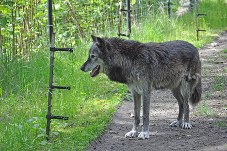a wolf