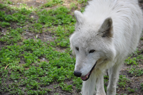 a wolf