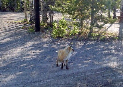 fox in the campground