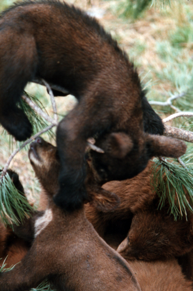 baby bears playing