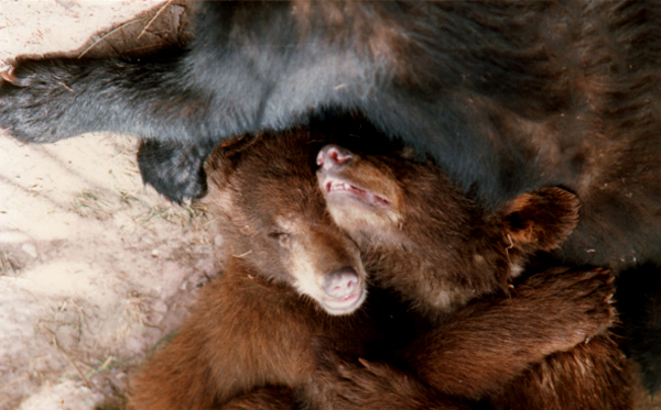 baby bears