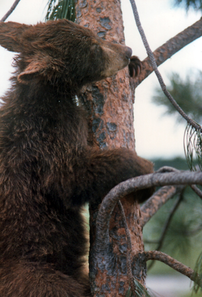 Bear in a tree
