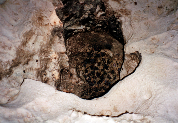 bats in the cave