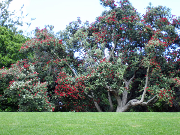 flowers in tree