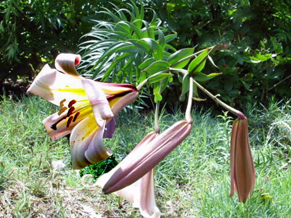 flower