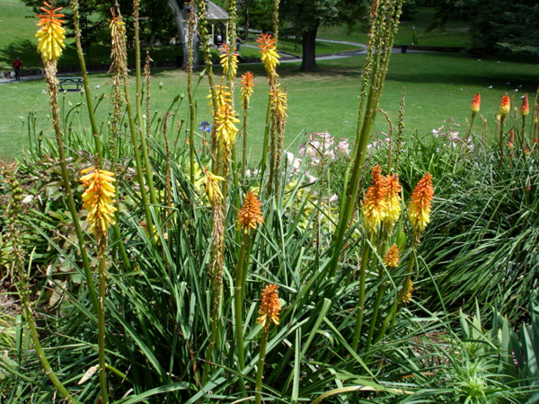 flowers