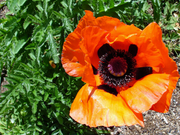 flower