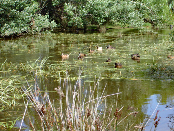 ducks