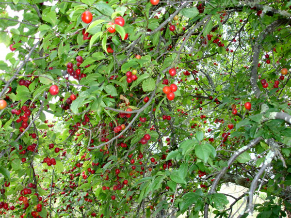cherries