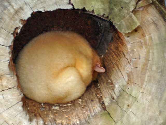 Golden Brustail Possum 