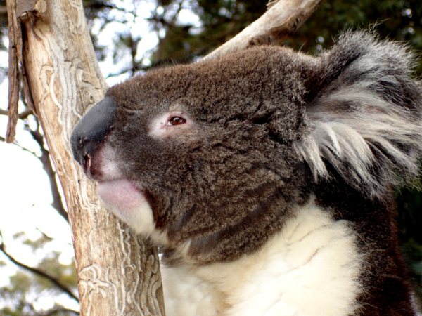Koala
