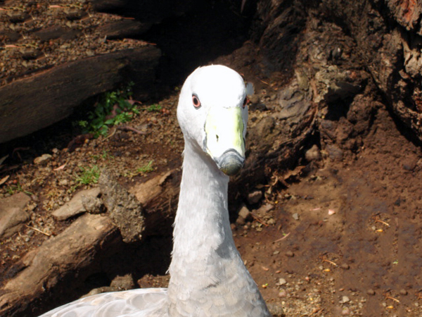 duck