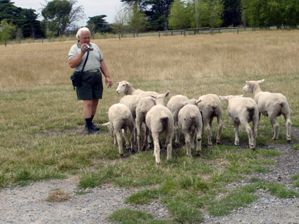 Lee duquette and sheep