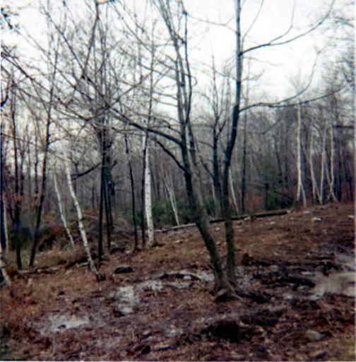 Woods on the side of where the house will be