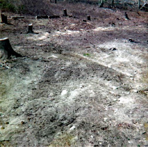 clearing the land
