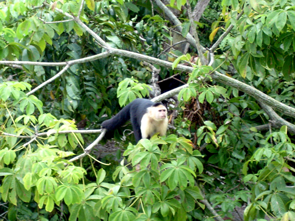 monkey in a tree