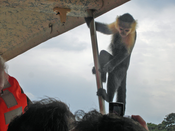 monkey on the boat