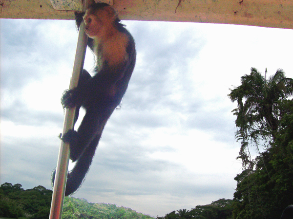 monkey on the boat