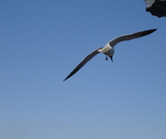 a seagull flying
