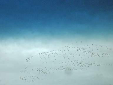 a flock of birds in the sky