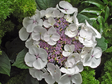 a flower
