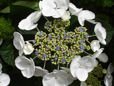 a flower
