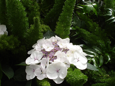 a flower