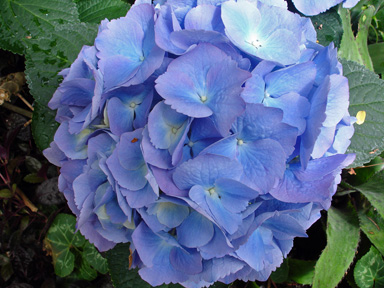 a flower