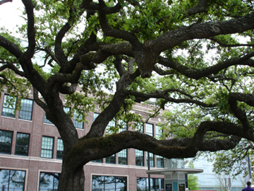 big tree